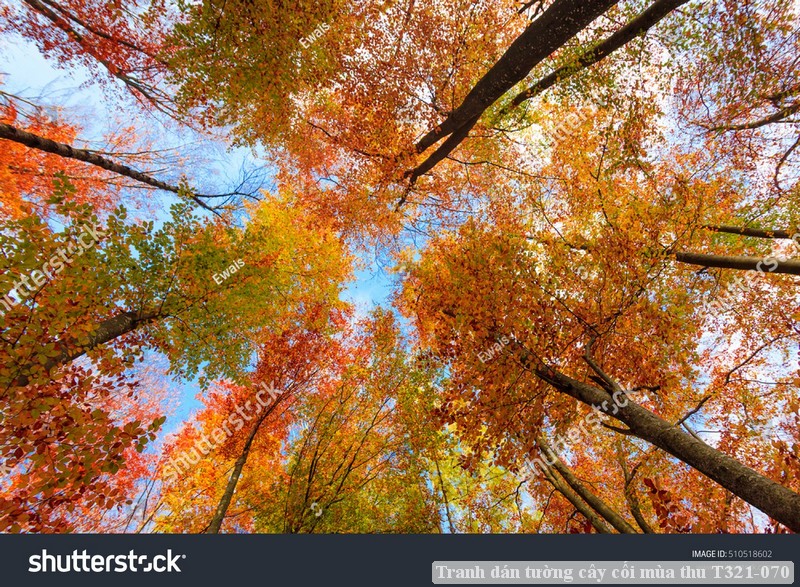 Tranh dán tường cây cối mùa thu T321-070